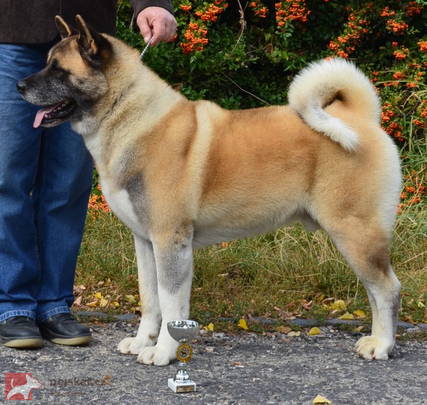 americká akita