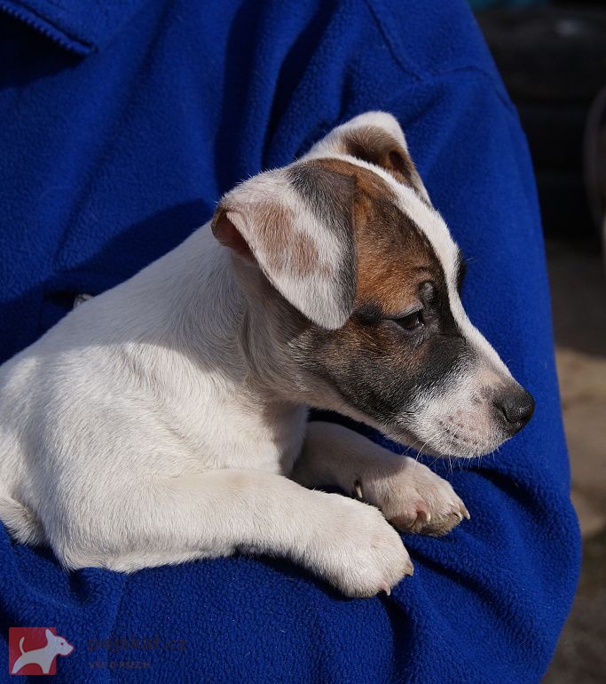 Jack russell terier