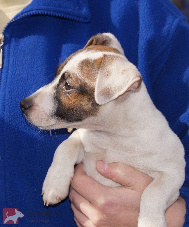 Jack russell terier