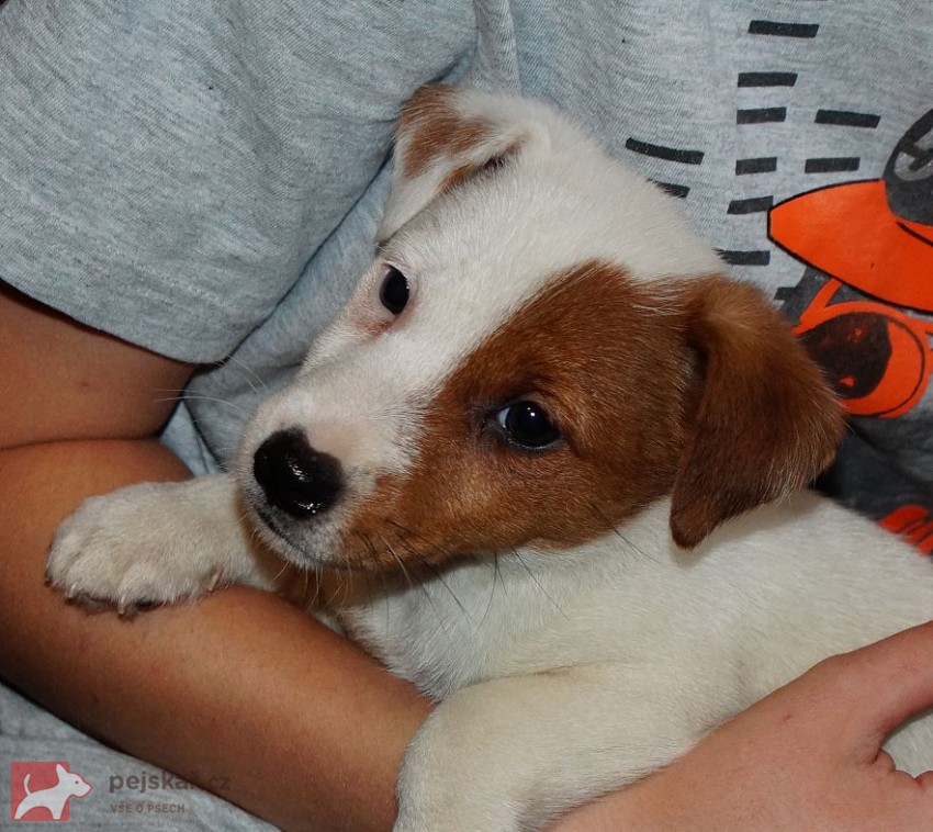 Jack russell terier