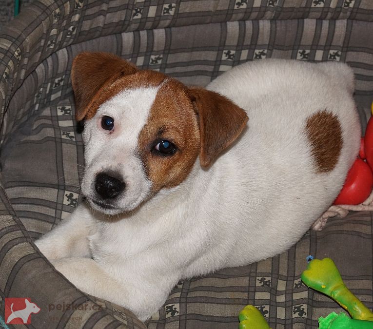 Jack russell terier