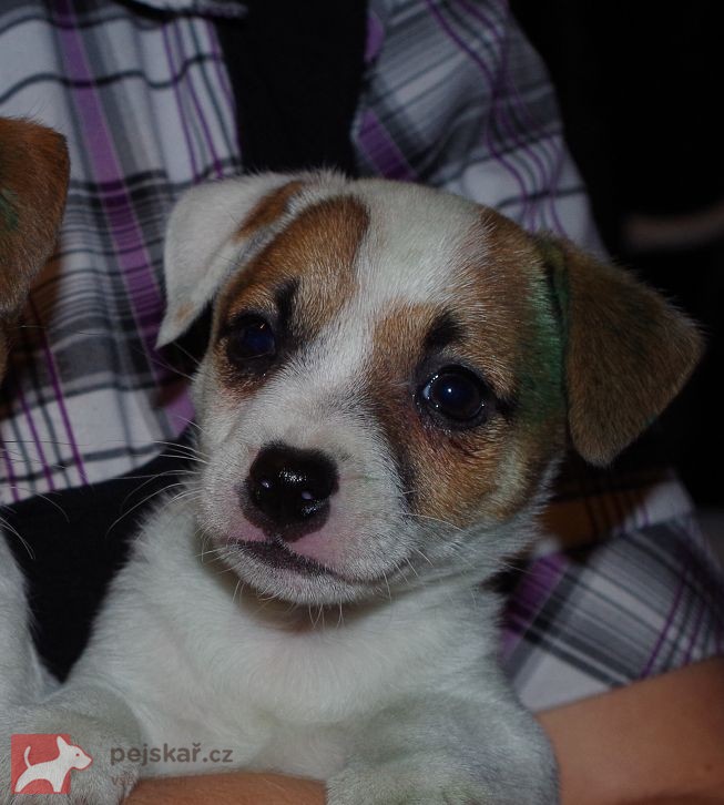 Jack russell terier