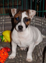 Jack russell terier