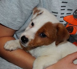 Jack russell terier