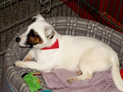 Jack russell terier