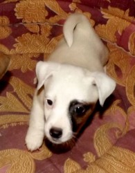 Jack russell terier