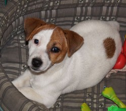 Jack russell terier