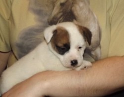 Jack russell terier