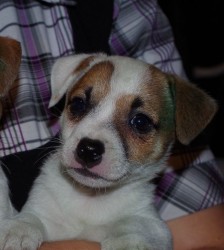 Jack russell terier