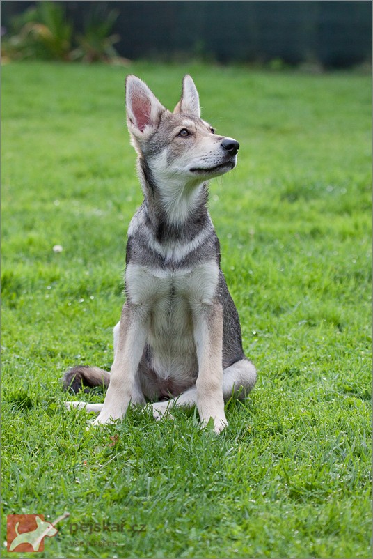 RosenWolf