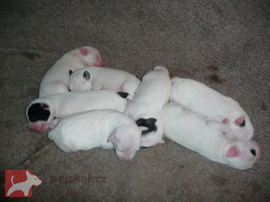 Michaela Porochoňská