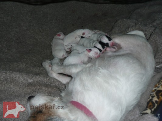 Michaela Porochoňská