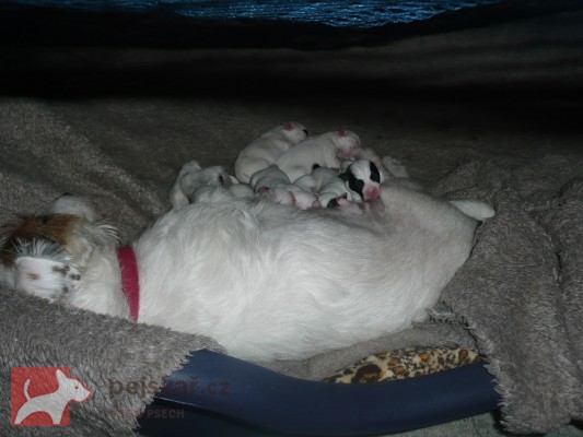 Michaela Porochoňská