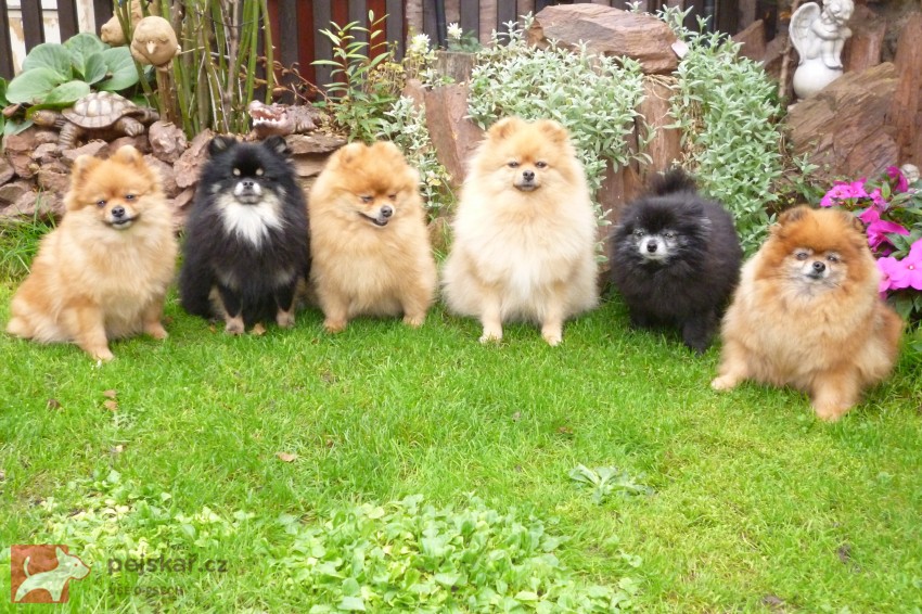 pomeranian