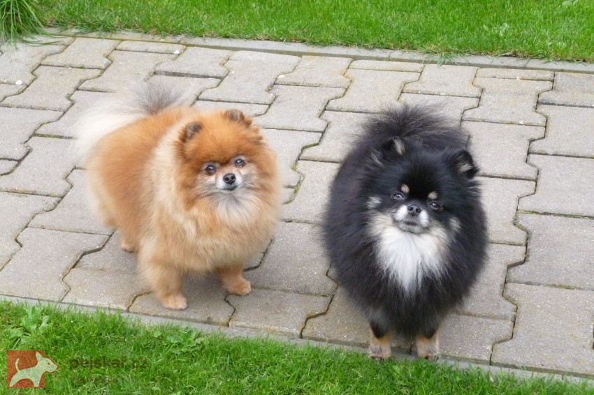 pomeranian