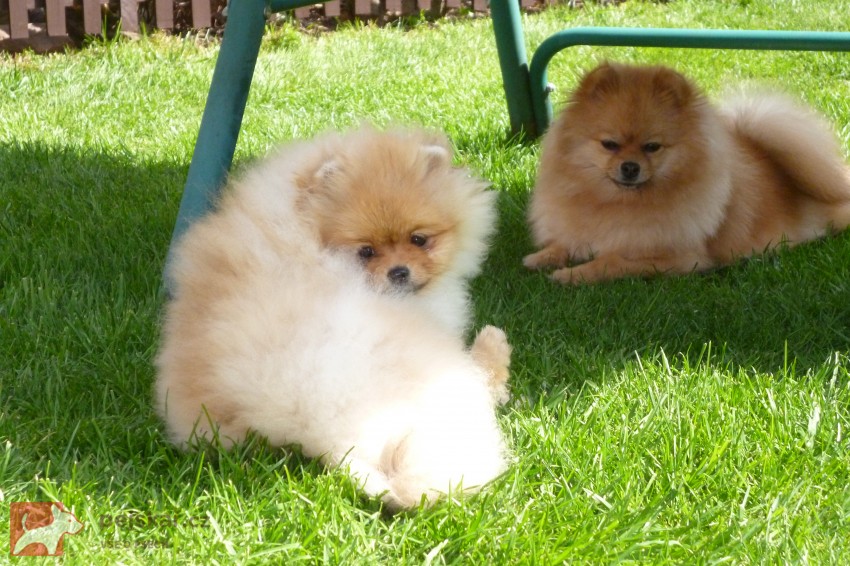 pomeranian