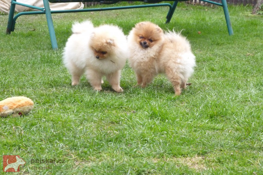 pomeranian