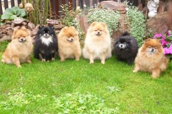 pomeranian