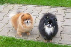 pomeranian