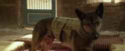 Film o neuvěřitelném poutu vojenského psa a jeho pána