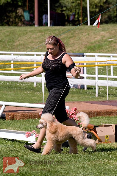 Pudl střední aprikot Connie Honey Rose