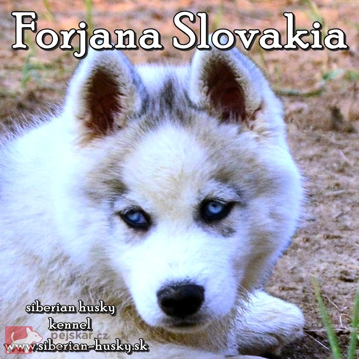 Forjana Slovakia