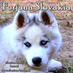 Forjana Slovakia kennel