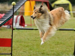 Agility zavody 