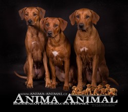 Anima Animal