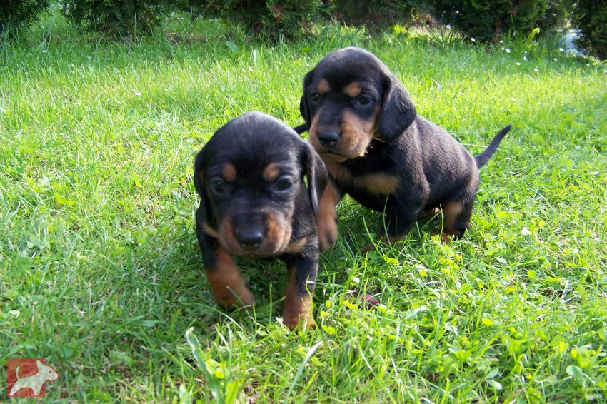 z Dříňového háje