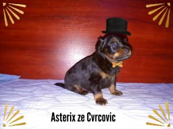 Asterix ze Cvrcovic (boy 28.10.2017)