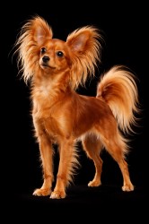 Filomena ze Cvrčovic 