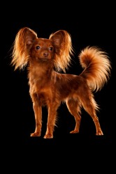 Justice ze Cvrčovic 