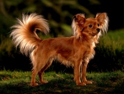 Isis Izabela ze Cvrčovic 