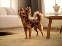 Jupiter ze Cvrčovic 