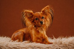 Noveletta ToyRepublic a 