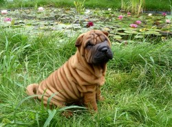 Shar-pei a lekná