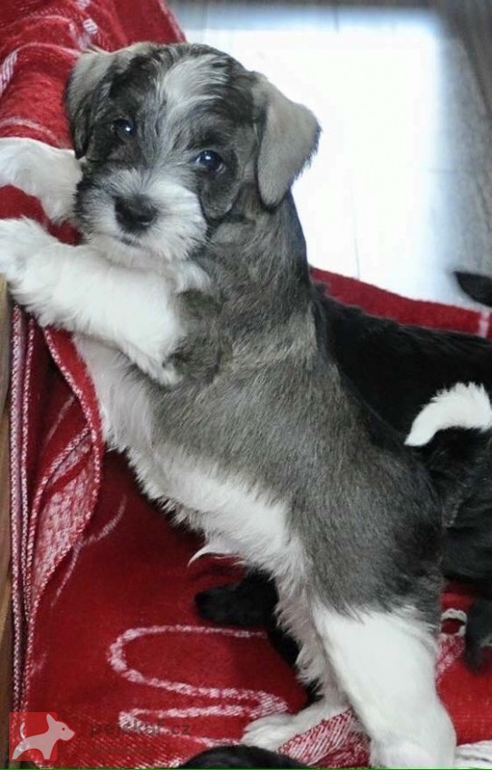 Schnauzer color von Kora