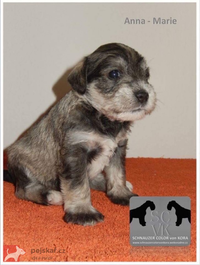 Schnauzer color von Kora