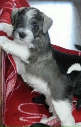 Schnauzer color von Kora