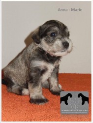 Schnauzer color von Kora