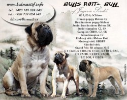 ch.Bulis Rott-Bull of Jegerio Širdiš