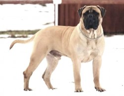 rott-bull