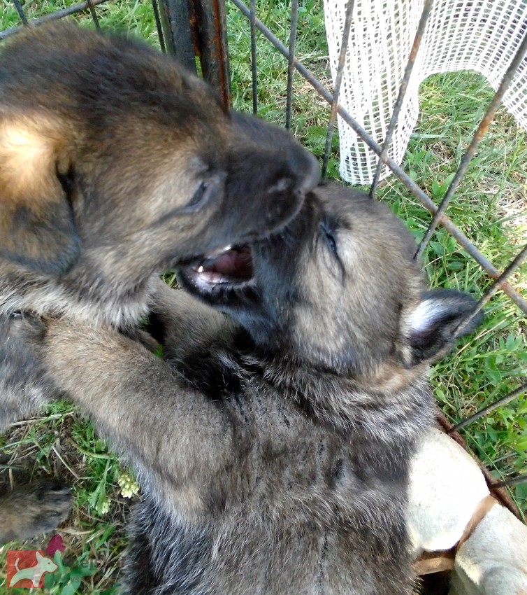 Zulu z Martinické Staré školy
