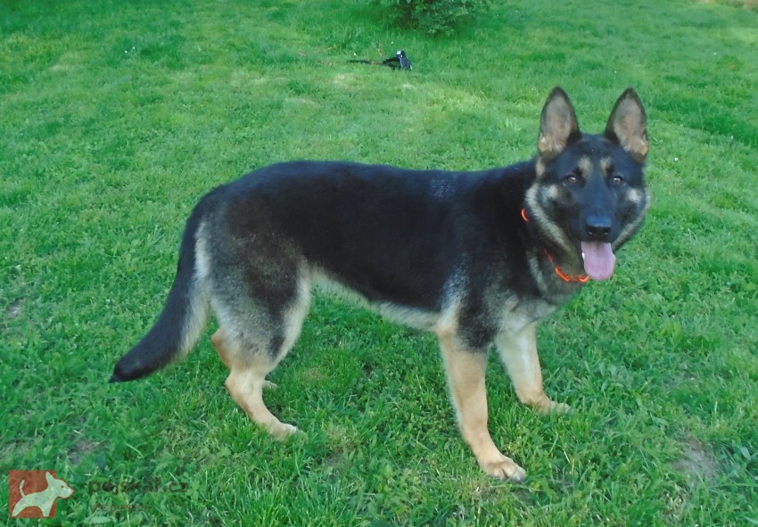 Zulu z Martinické Staré školy