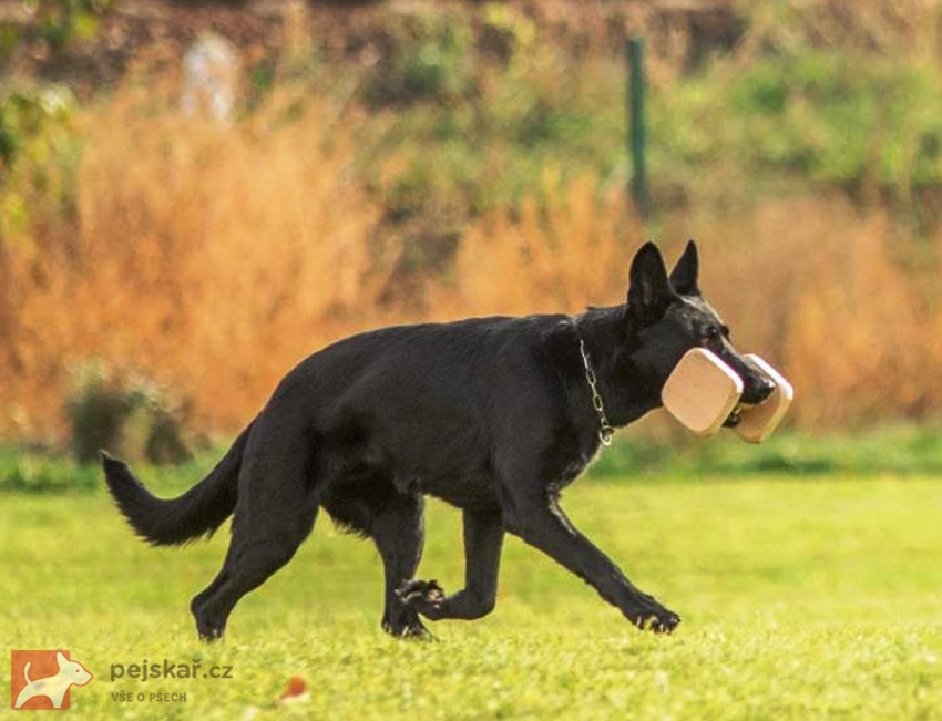Zulu z Martinické Staré školy