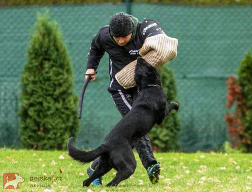 Zulu z Martinické Staré školy