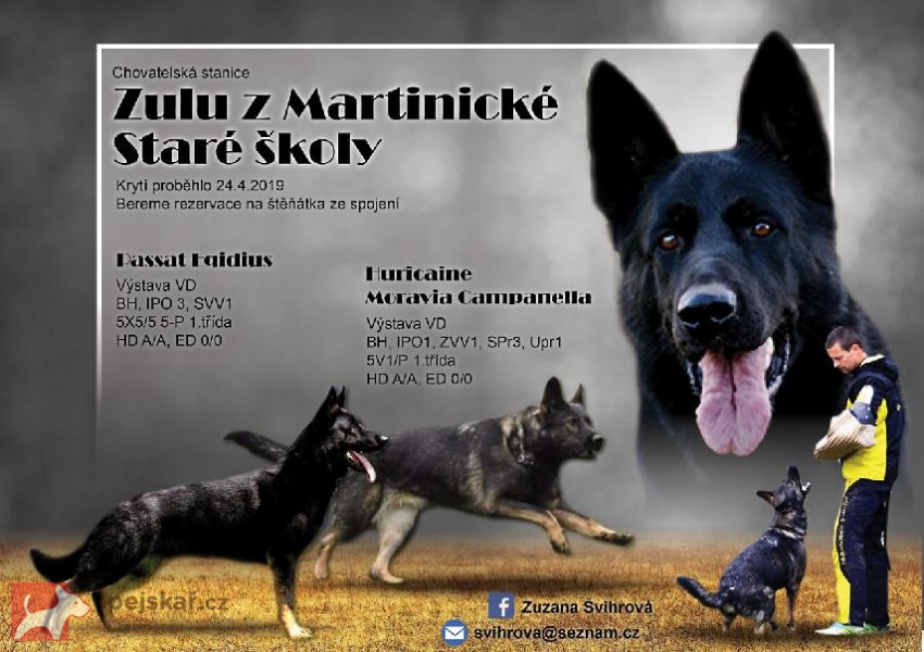 Zulu z Martinické Staré školy