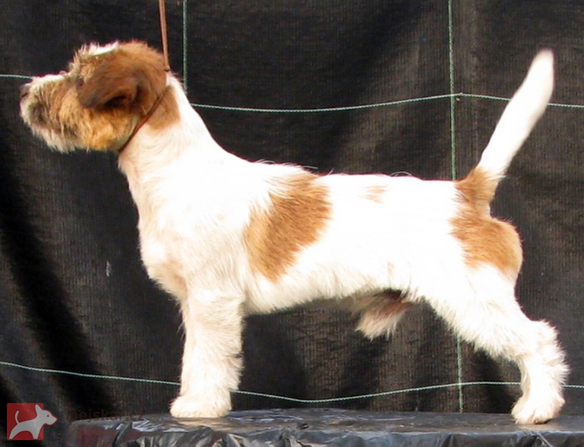 Armonia Canina
