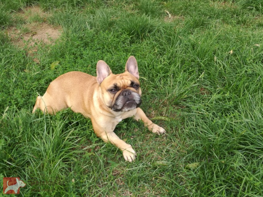 od Karolínské lípy